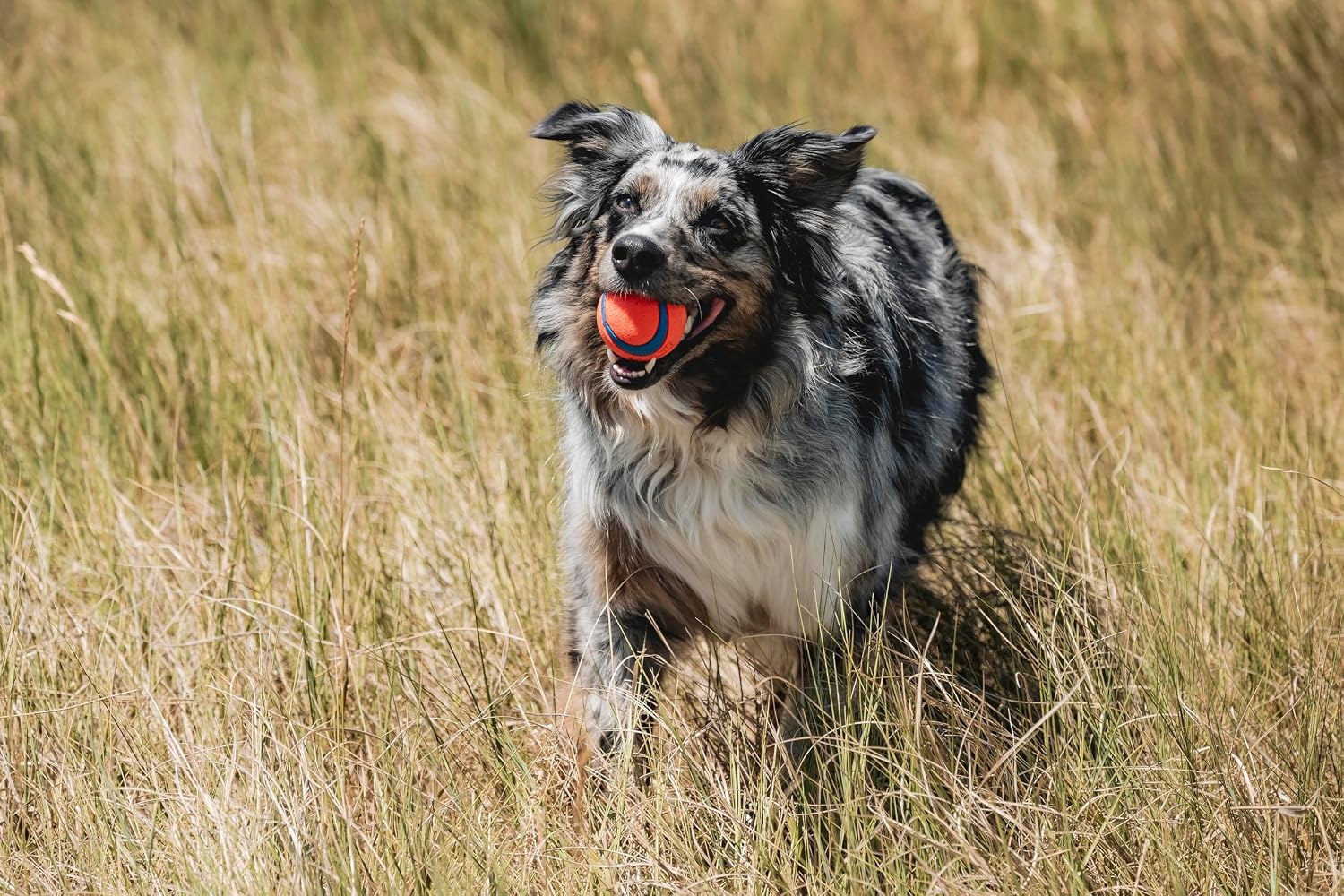 A merle dog running through dry grass with an orange and blue Chuckit! Ultra Ball in its mouth