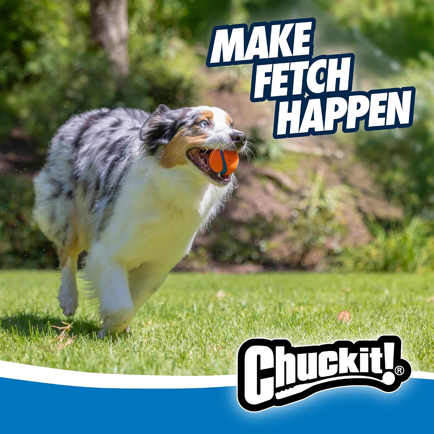 Australian shepherd running on grass with a Chuckit! Ultra Ball, from the Amazon listing