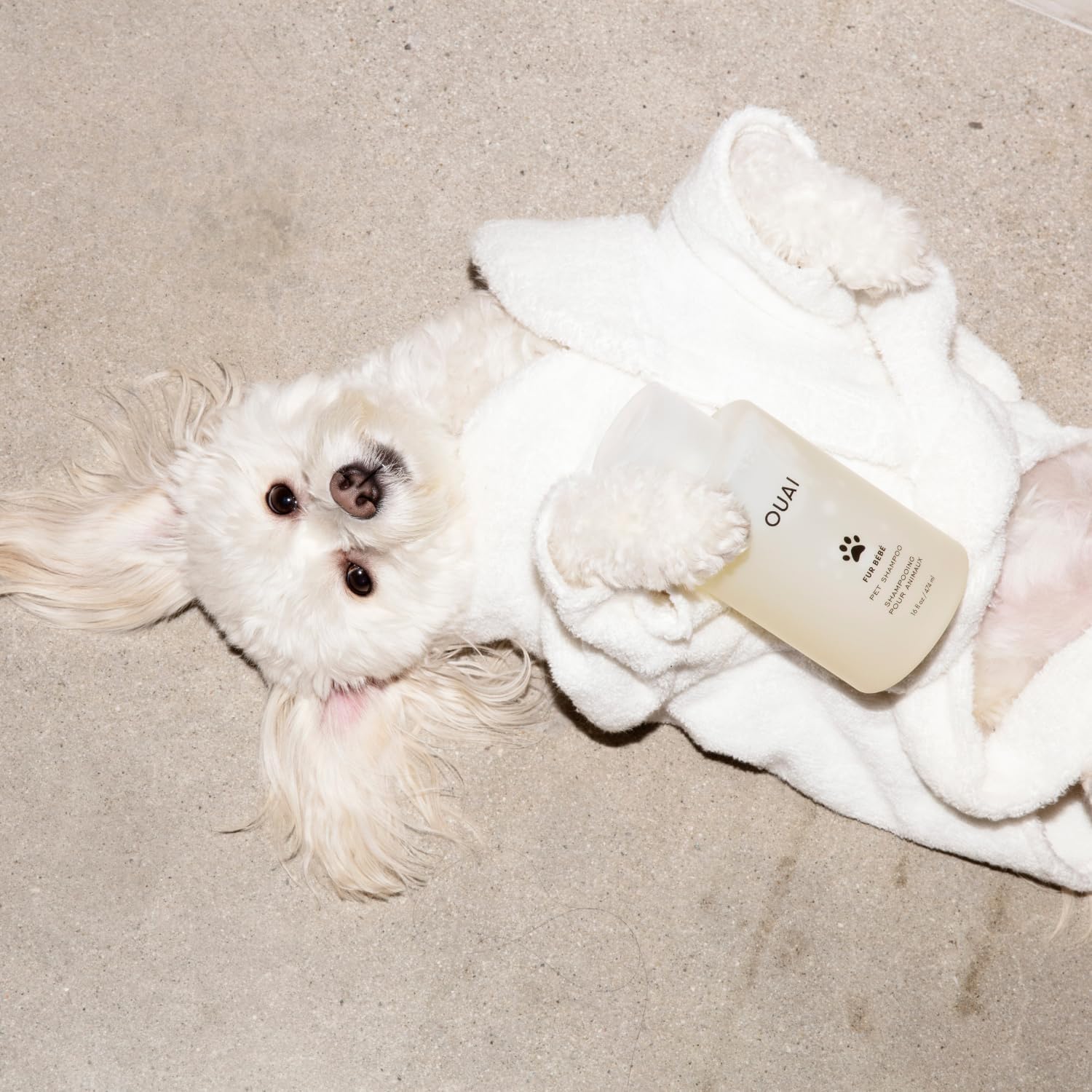 Small white dog in a robe holding the OUAI Fur Bébé bottle